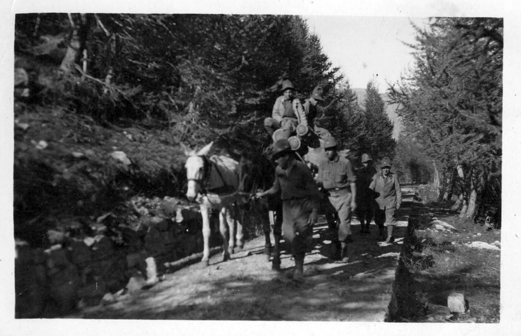Carro trainato da muli nel 1941